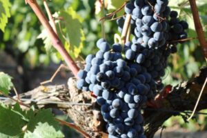 La storia e le origini del syrah