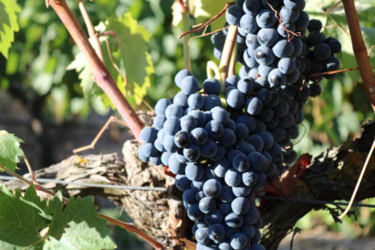 La storia e le origini del syrah